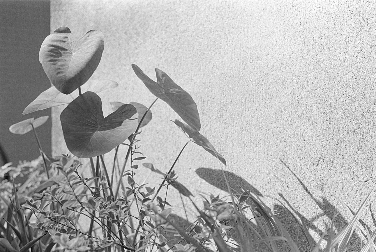 Leica M3 Photo 05